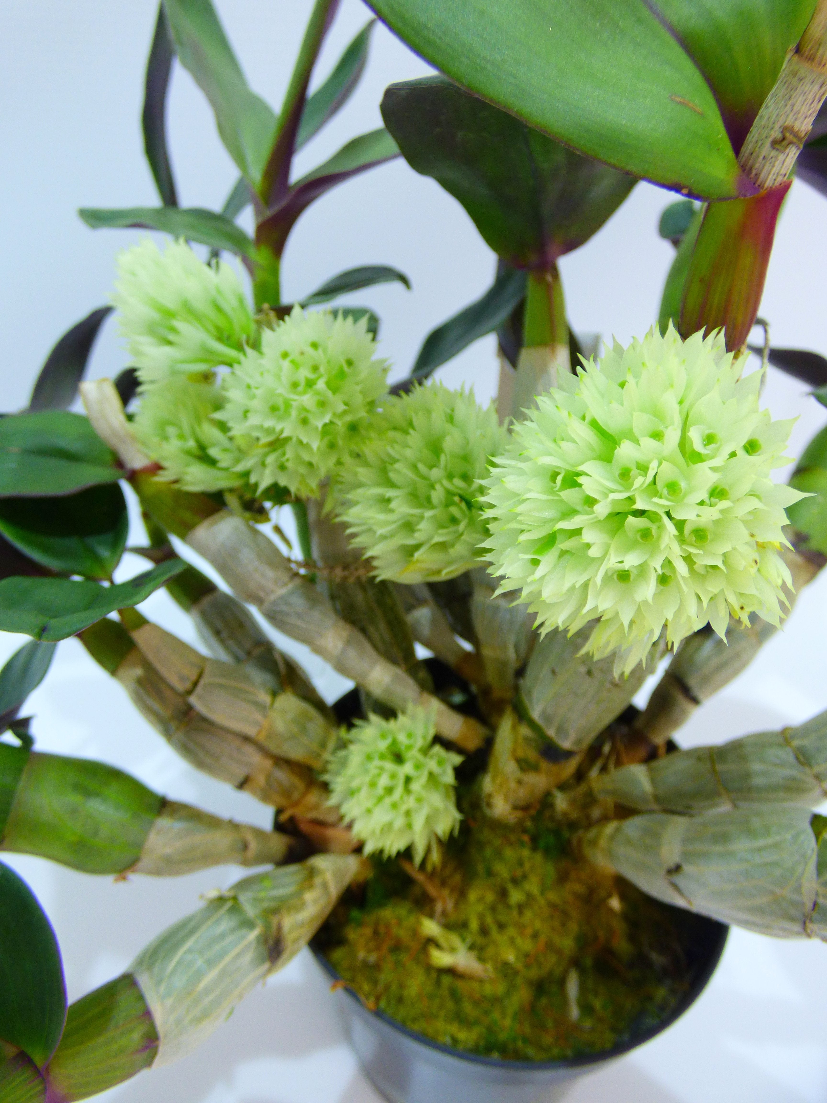 Dendrobium capituliflorum