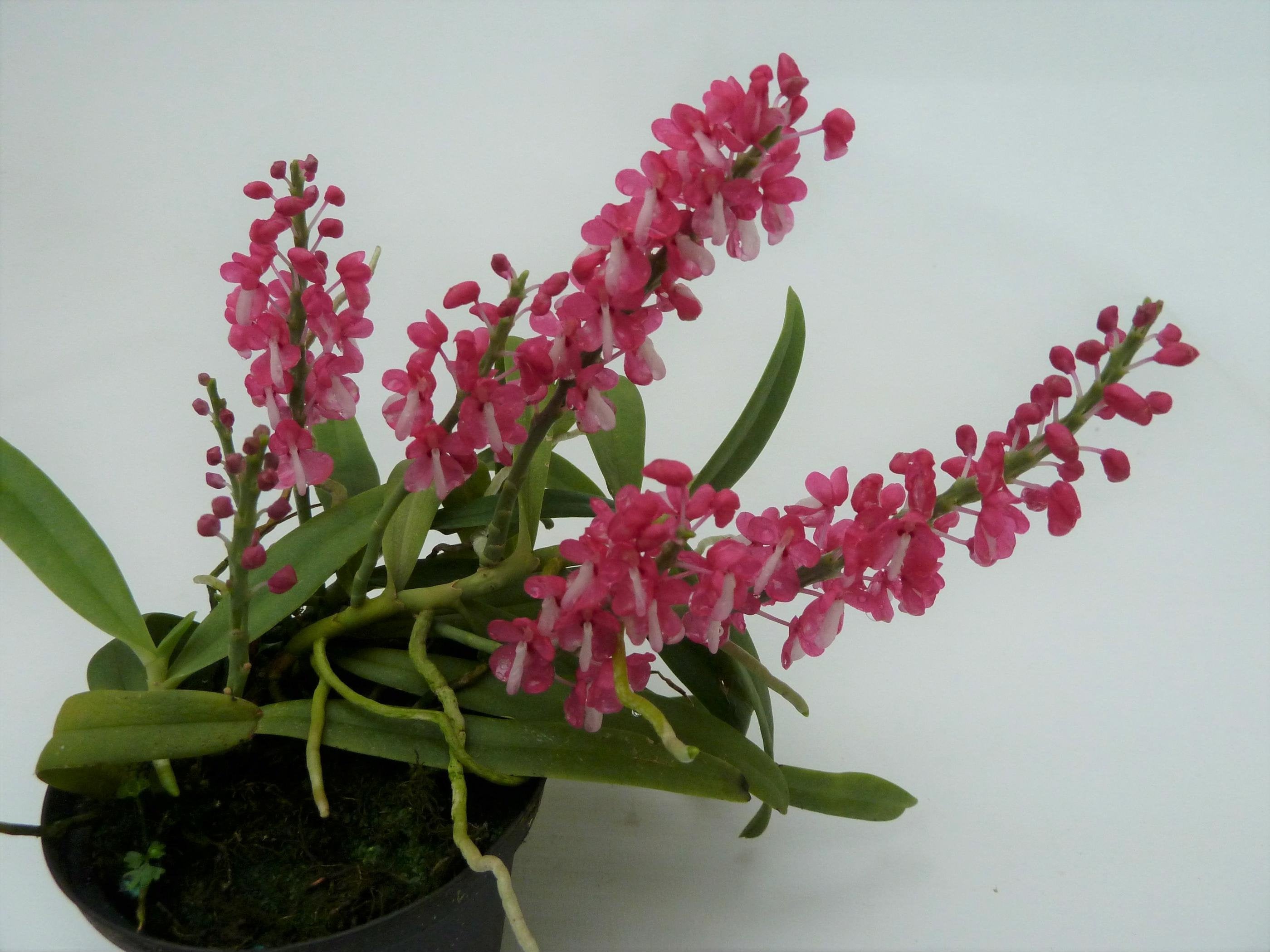 Dyakia hendersoniana