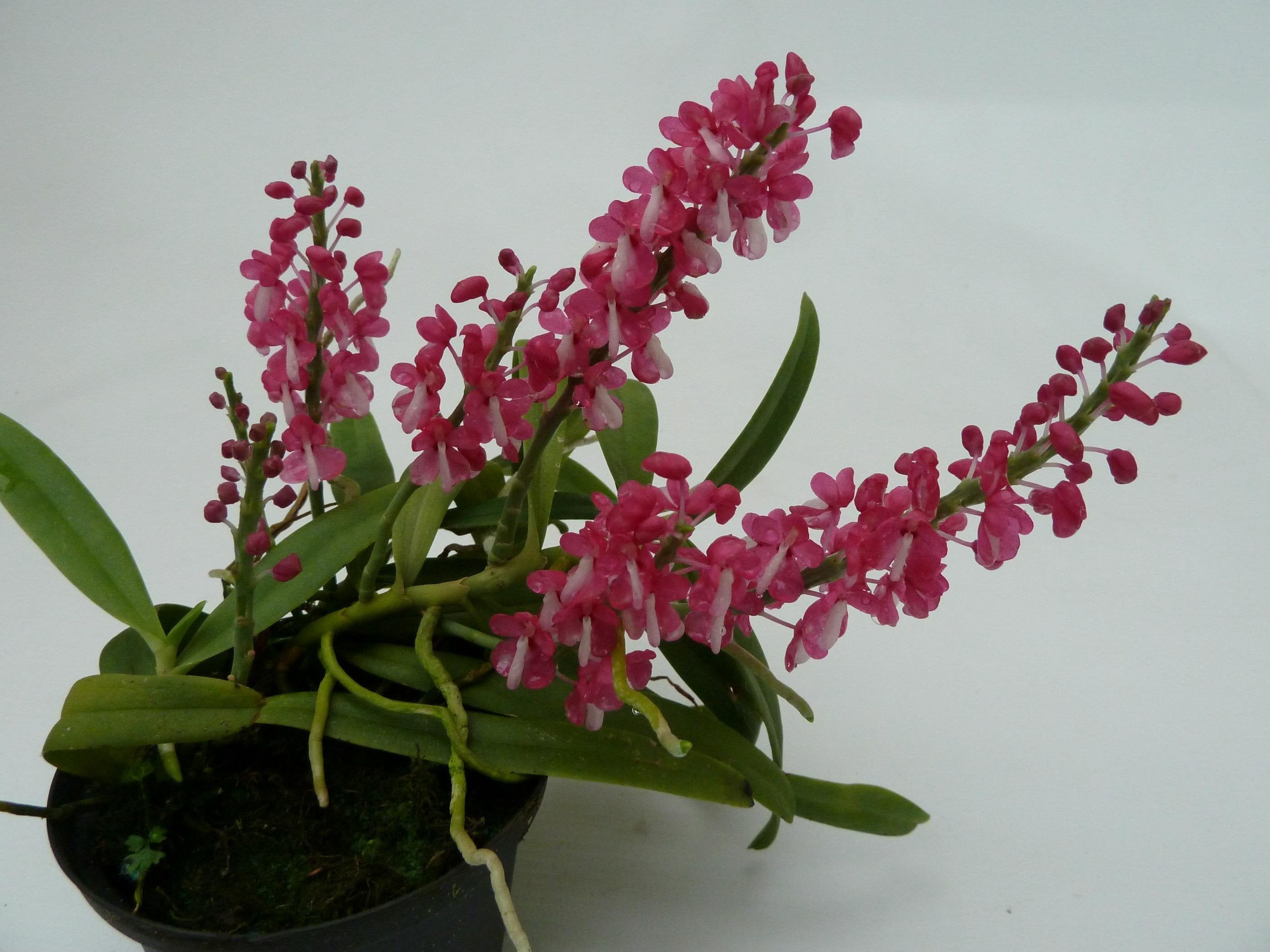 Dyakia hendersoniana