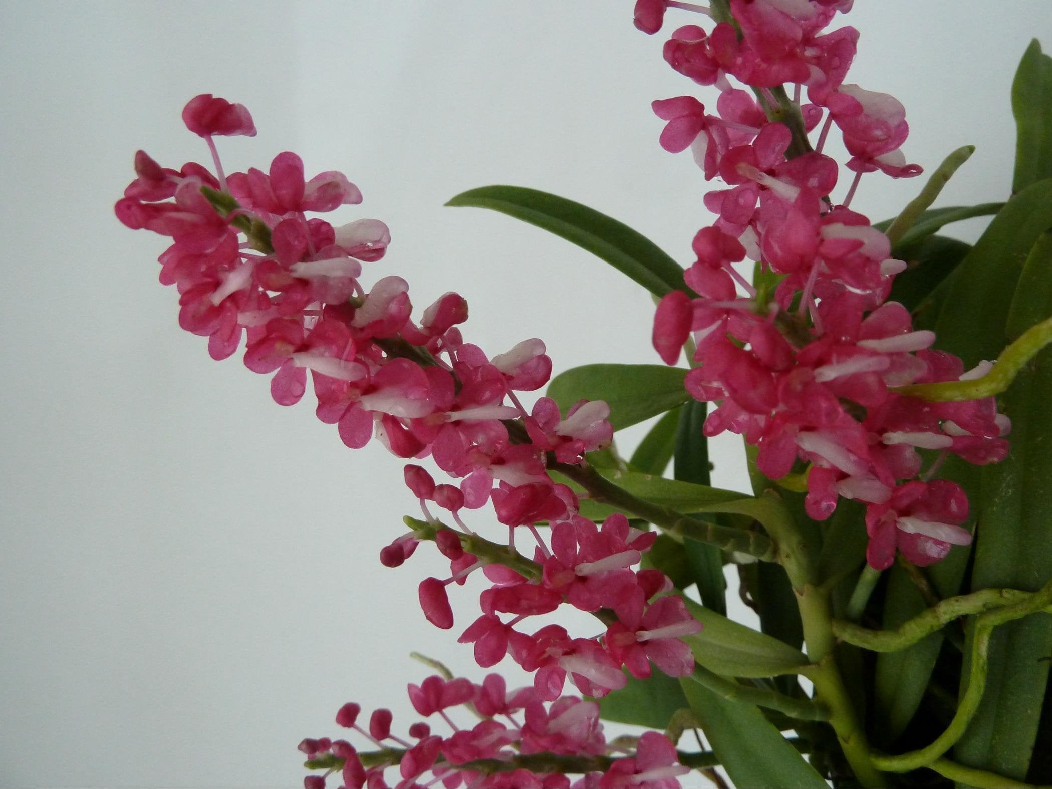 Dyakia hendersoniana