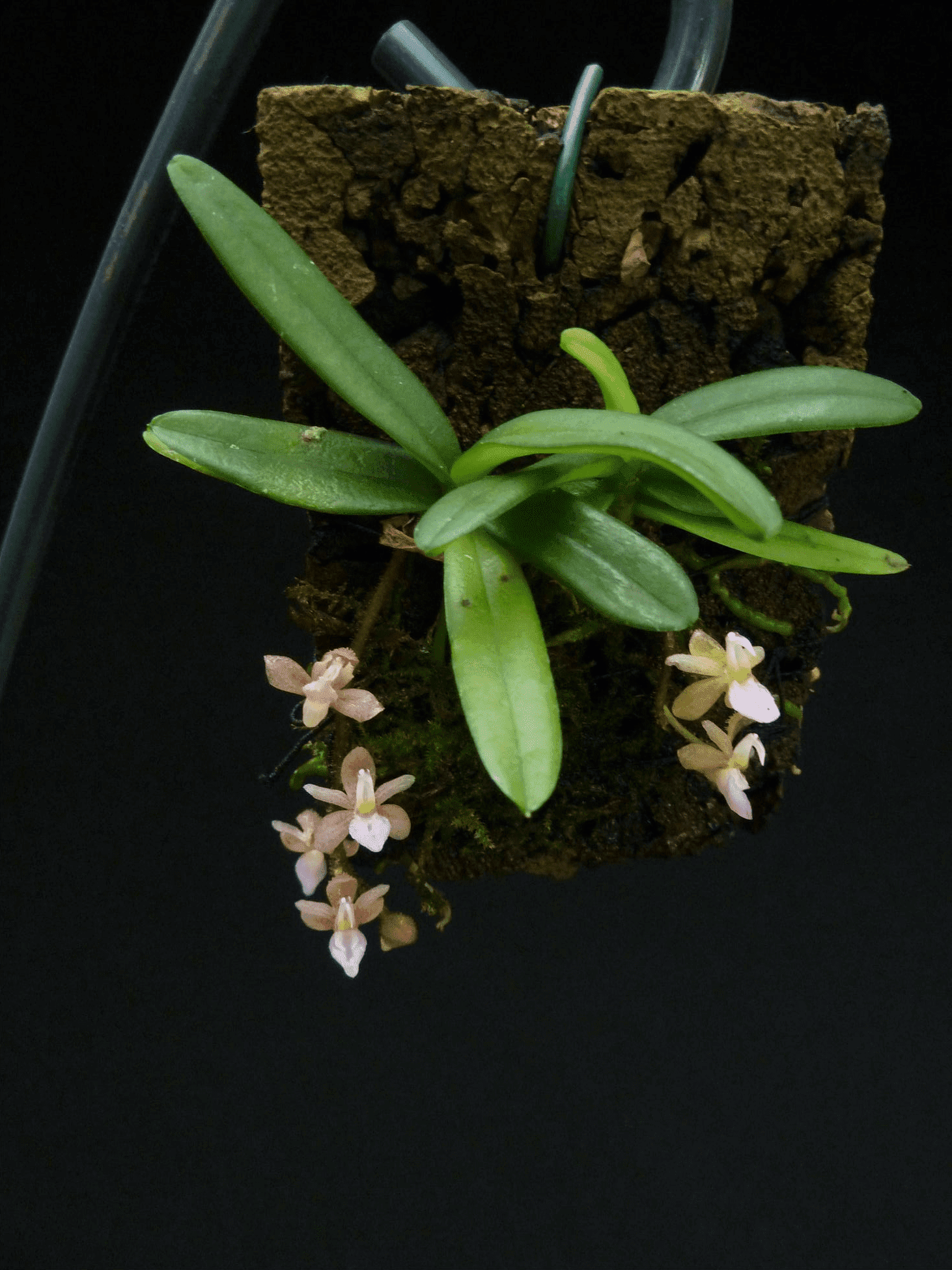 Stereochilus erinaceus