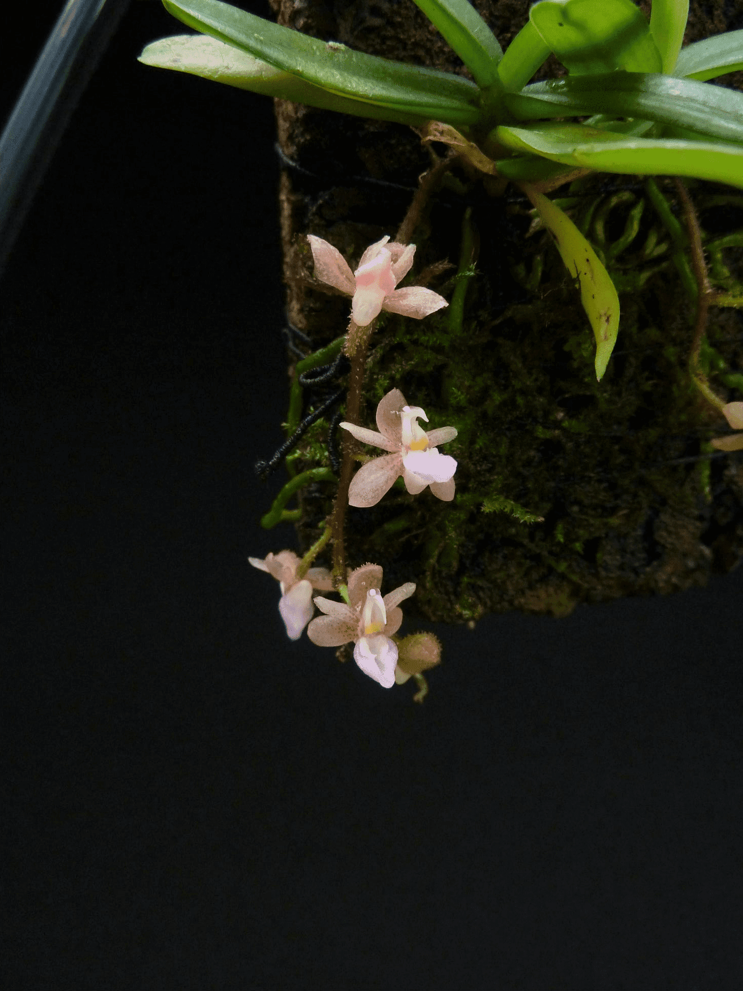 Stereochilus erinaceus