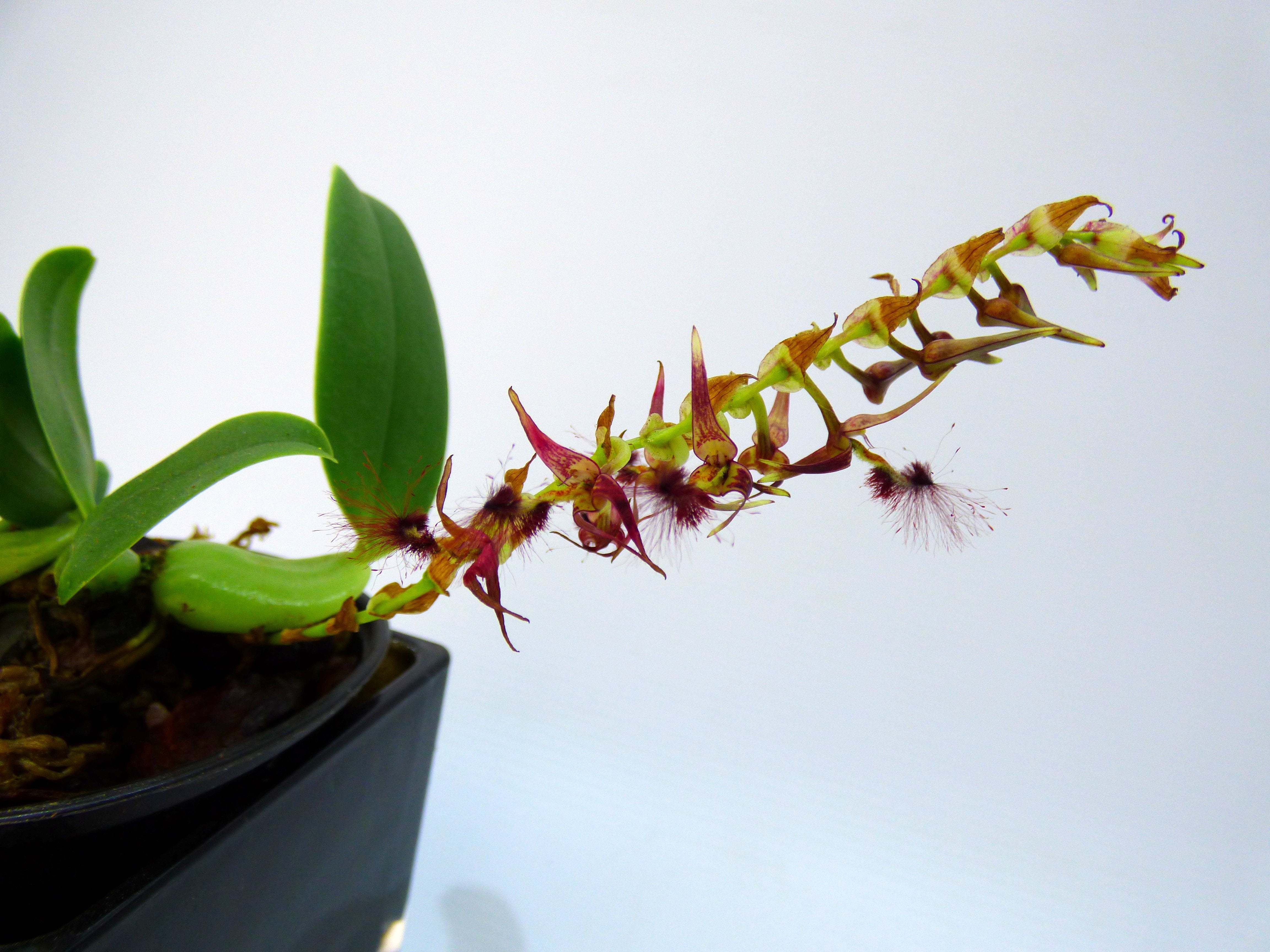 Barbophyllum barbigerum