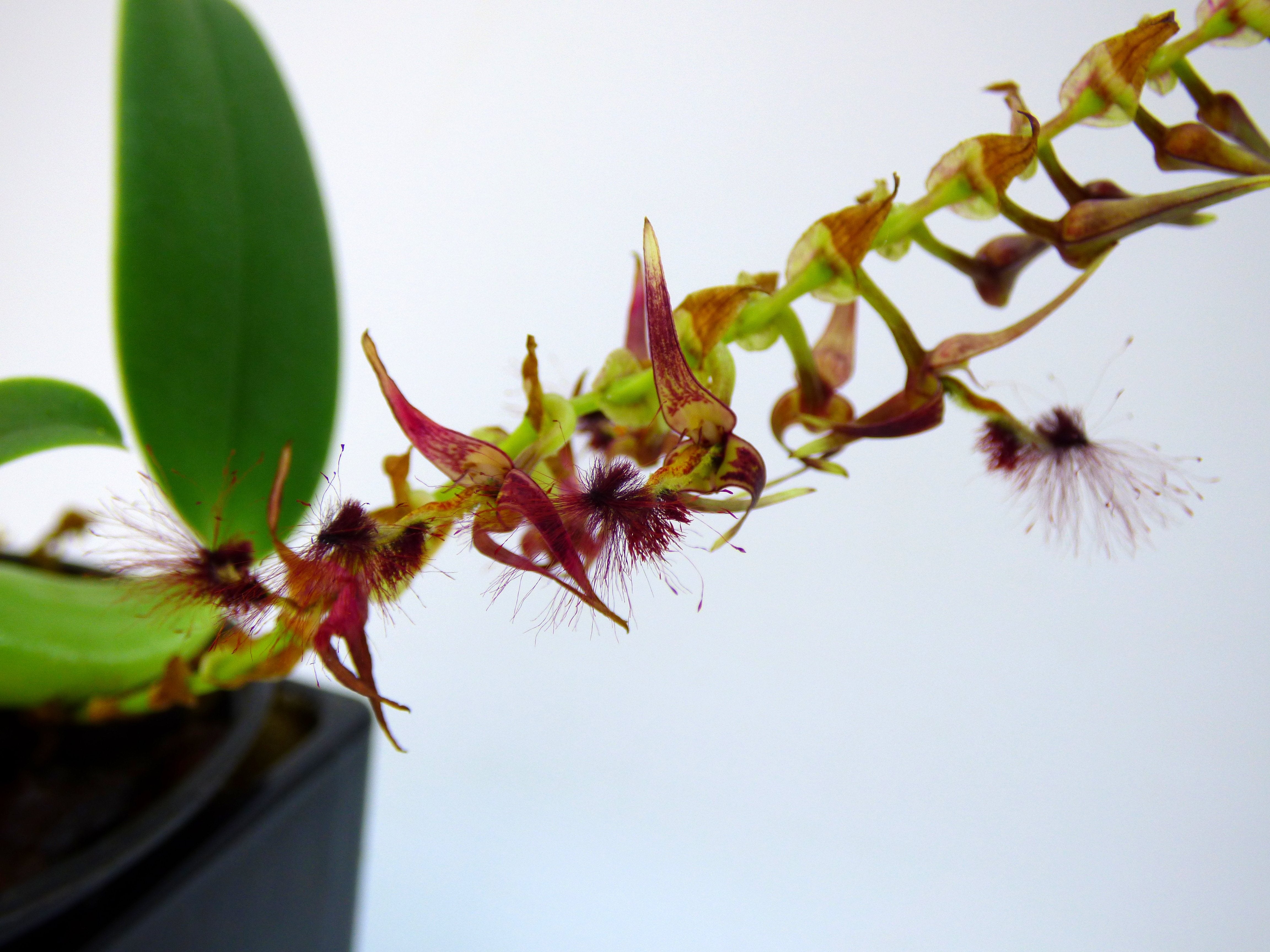 Bulbophyllum barbigerum