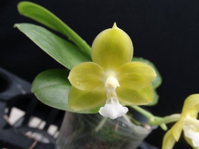 Phalaenopsis (Gelblieber x mannii)
