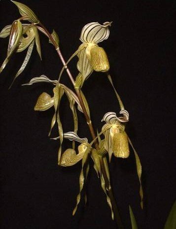 Paphiopedilum kolopakingii