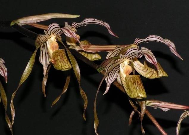 Paphiopedilum kolopakingii