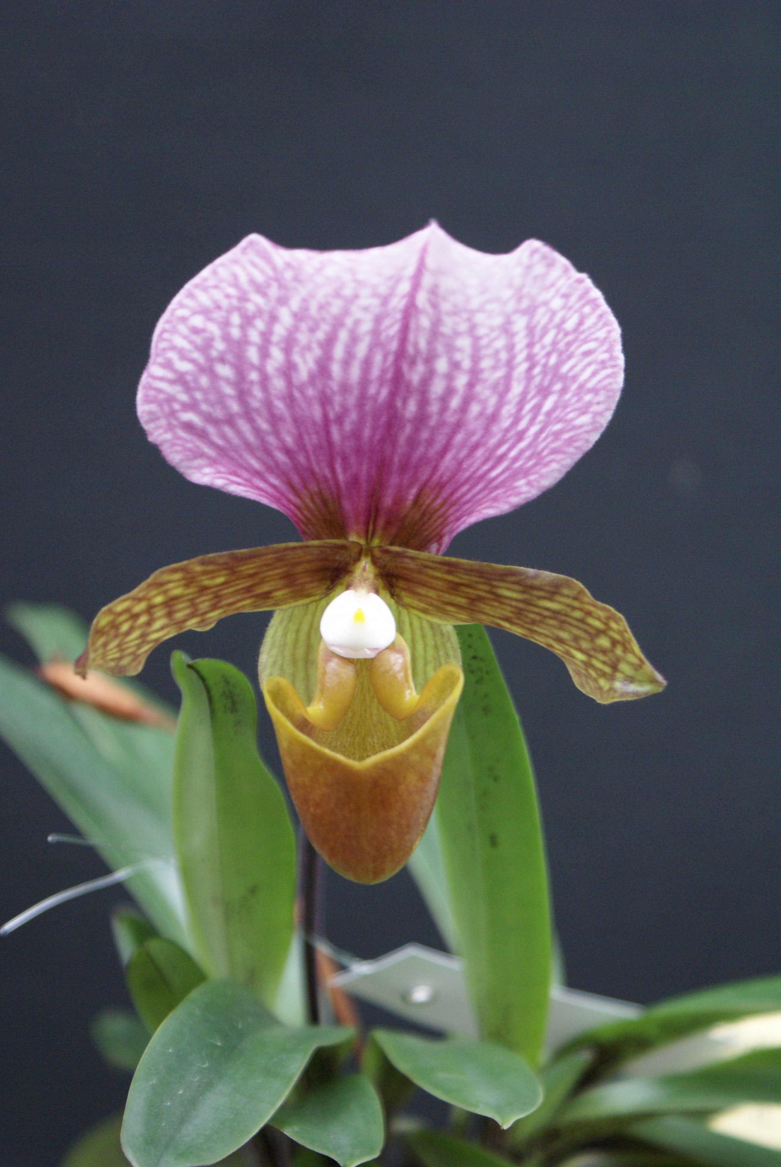 Paphiopedilum charlesworthii ''Kompakter Typ'' Groß pflanze