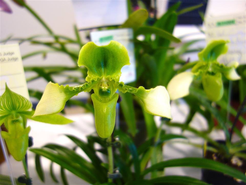 Paphiopedilum esquirolei alba