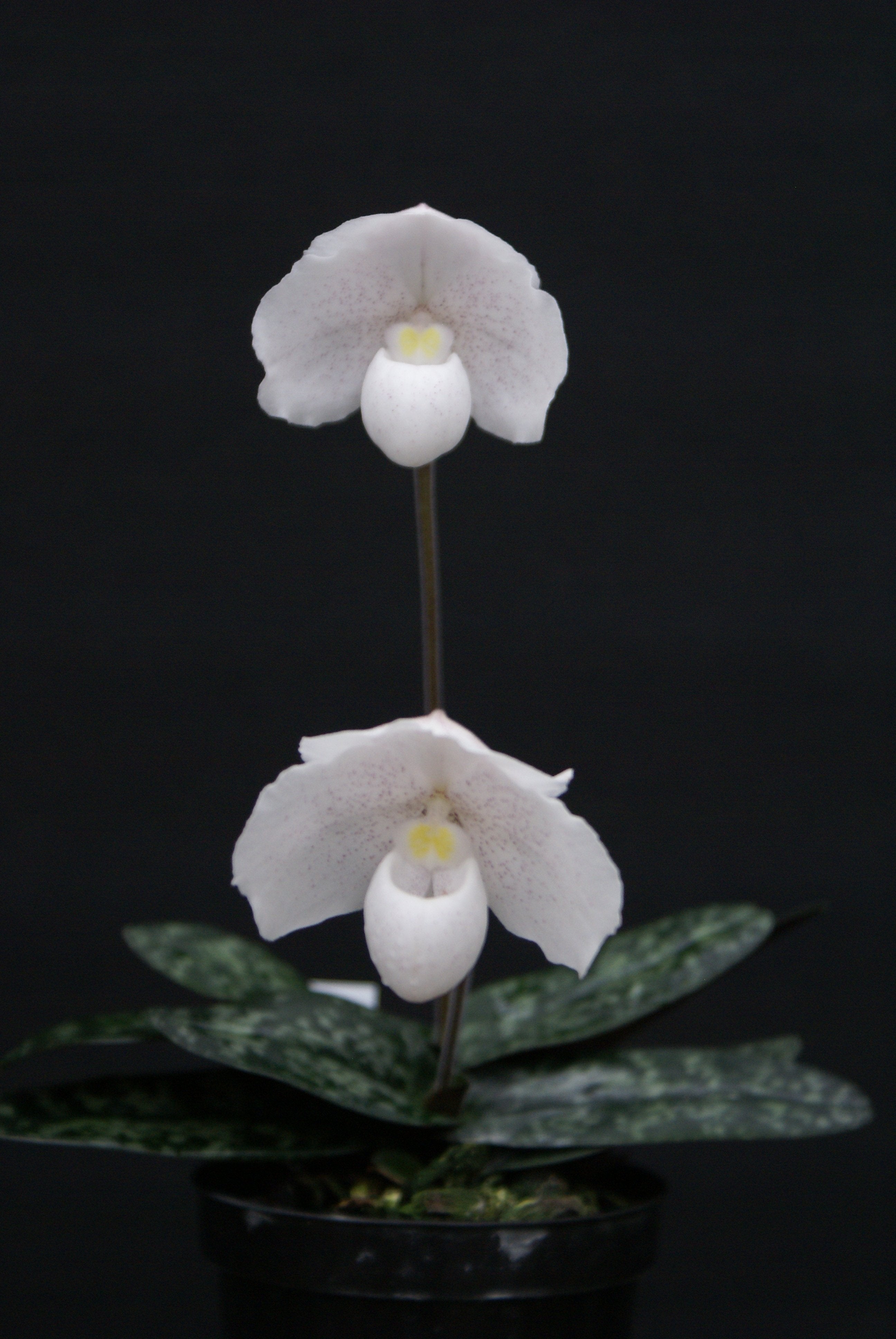 Paphiopedilum niveum