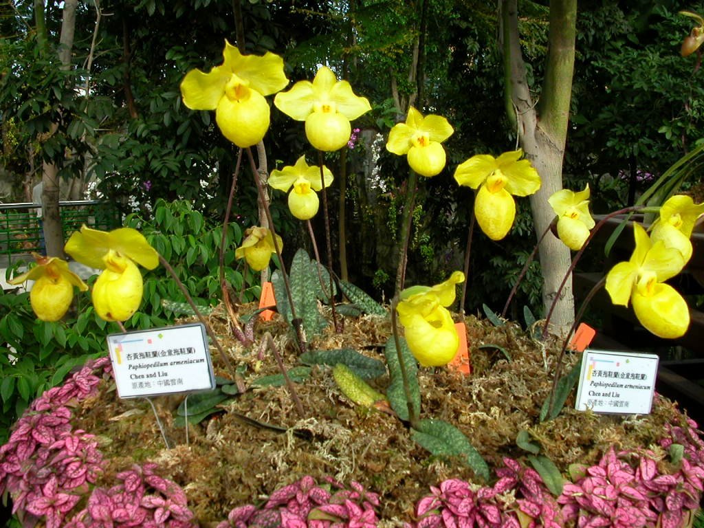 Paphiopedilum armeniacum 'Super Cool' Japan-Klon