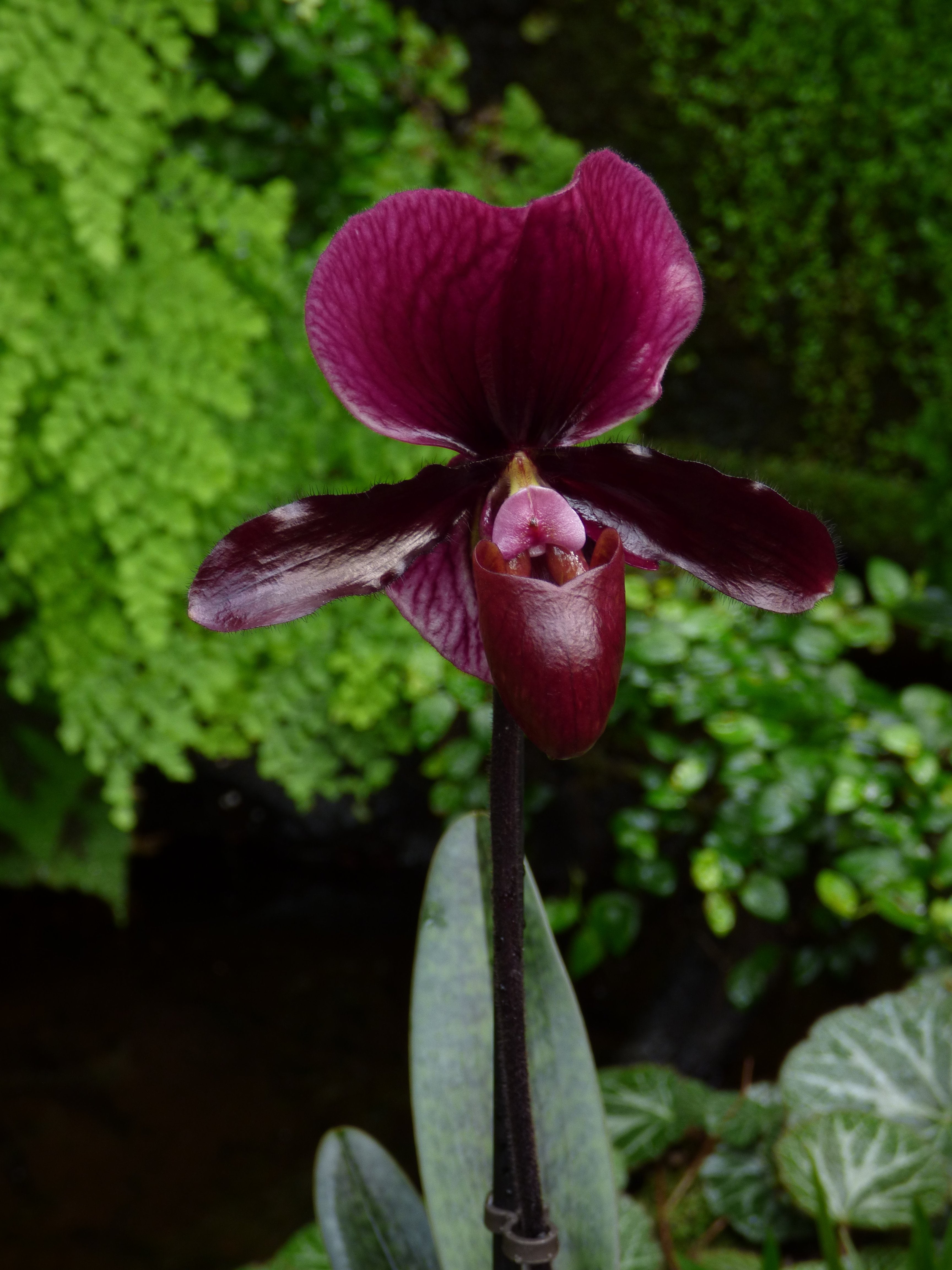 Paphiopedilum Black Jack