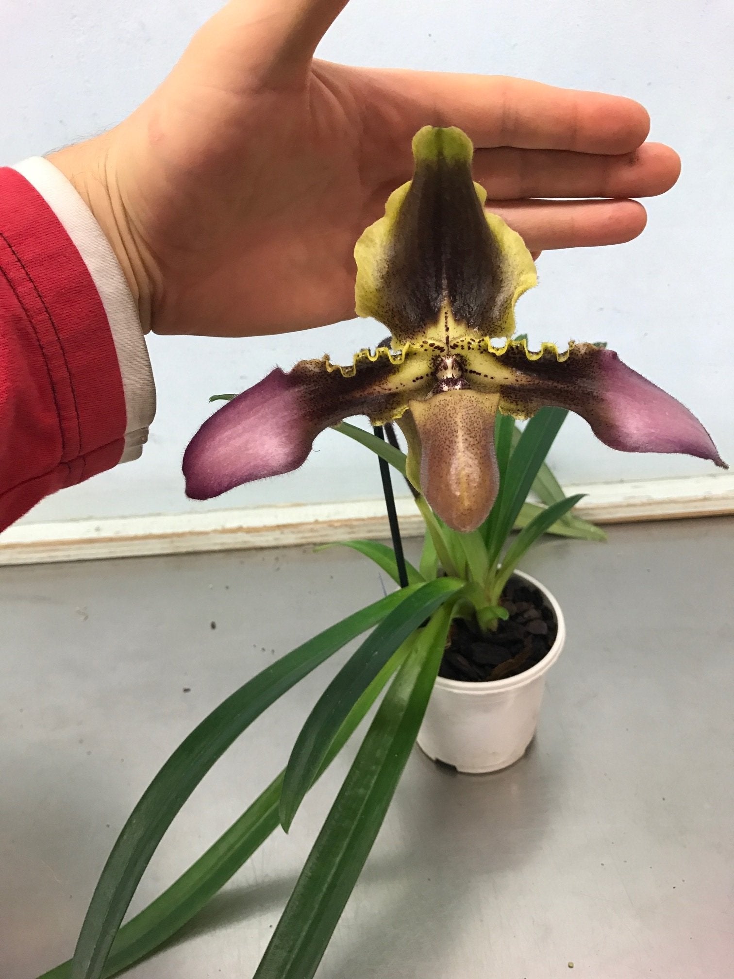 Paphiopedilum esquirolei "Anja" GM/DOG