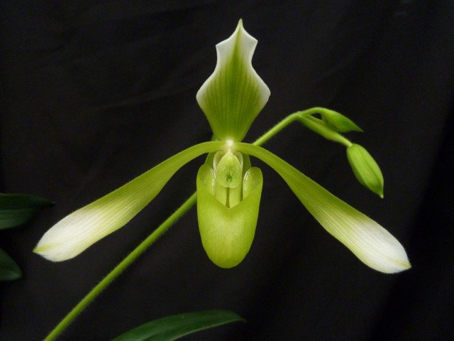 Paphiopedilum haynaldianum Alba
