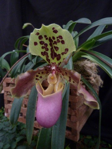Paphiopedilum henryanum