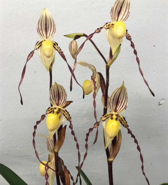 Paphiopedilum philippinense var laevigatum