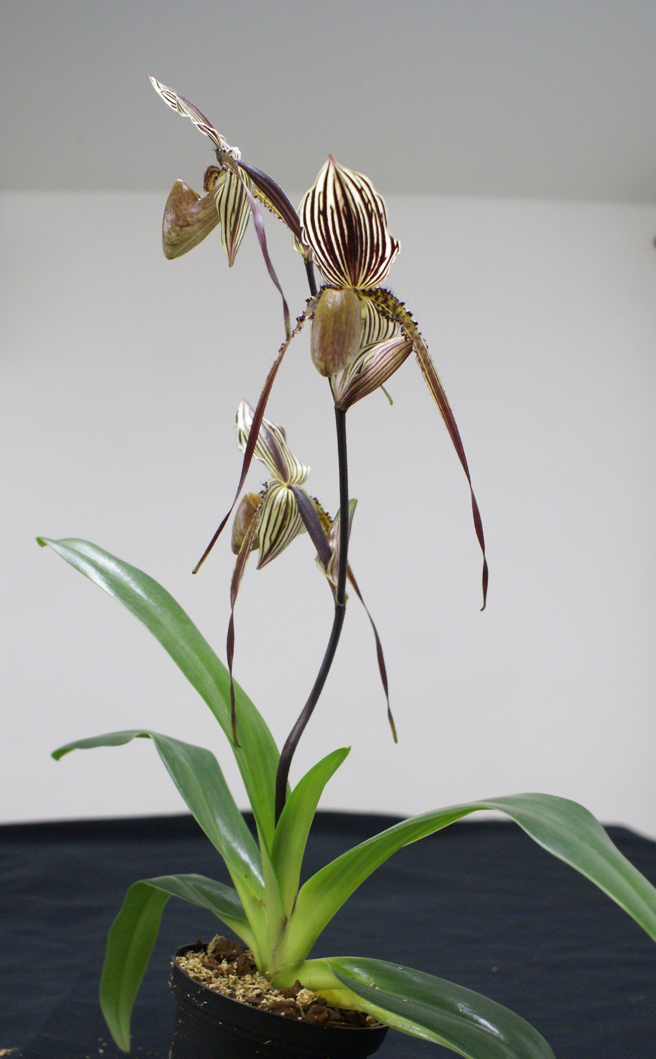 Paphiopedilum Saint Swithin