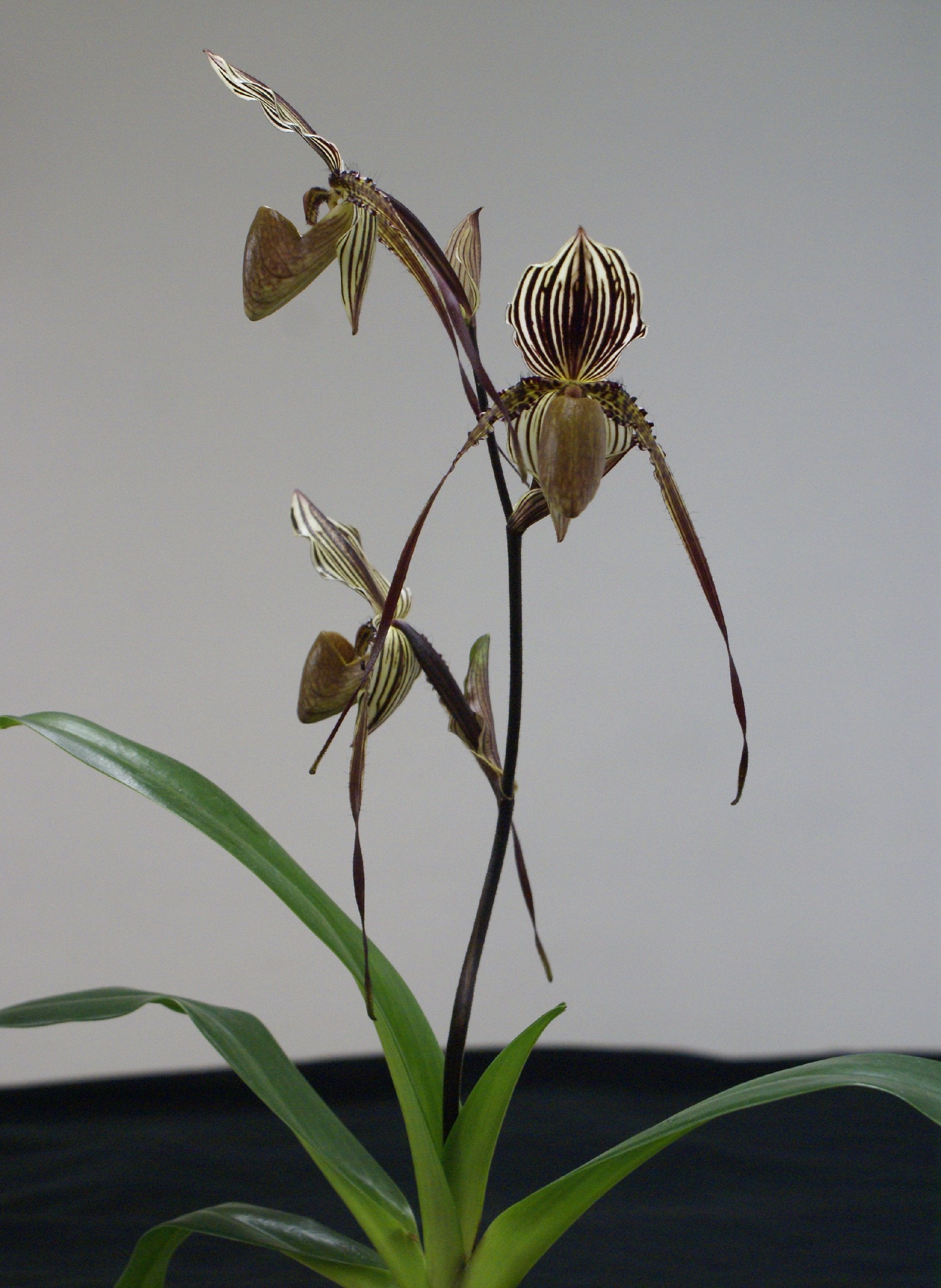 Paphiopedilum Saint Swithin