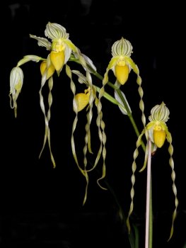 Paphiopedilum philippinense var. Alba