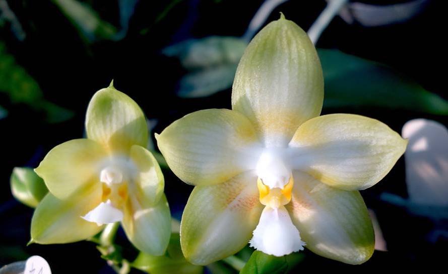 Phalaenopsis Yungho Gelb Canary