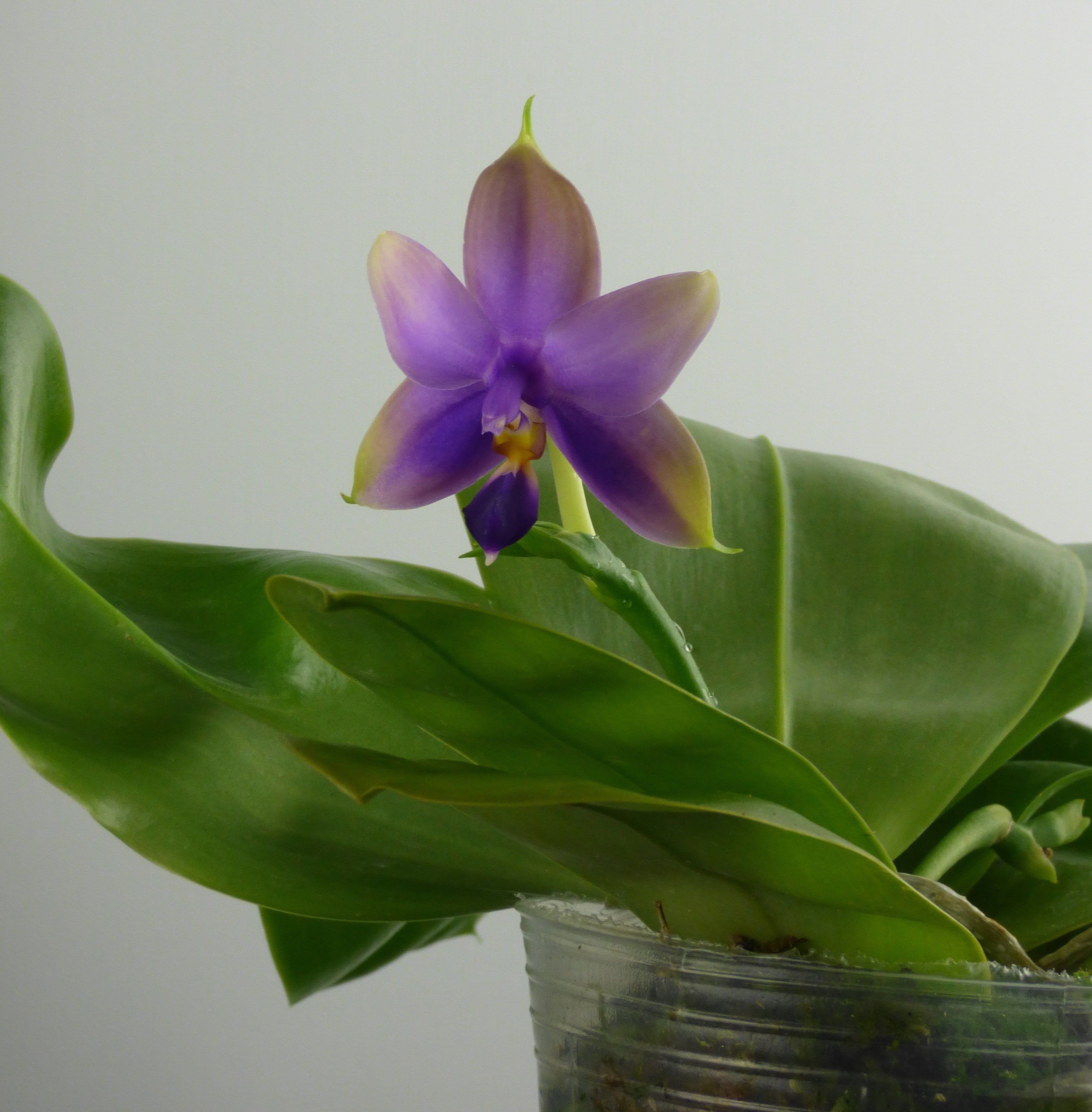 Phalaenopsis violacea x bellina