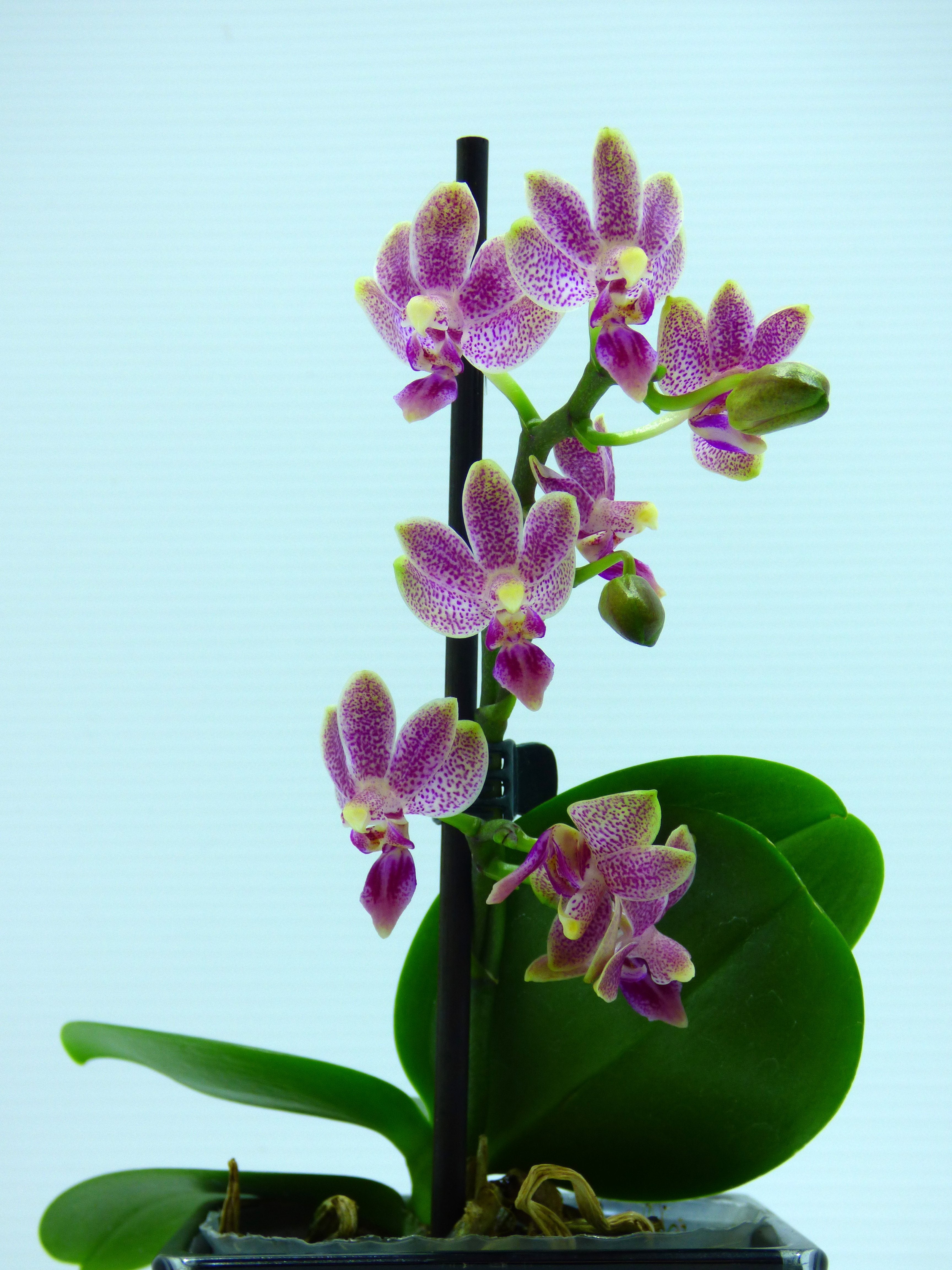 Phalaenopsis Caribbean Sunset x minus