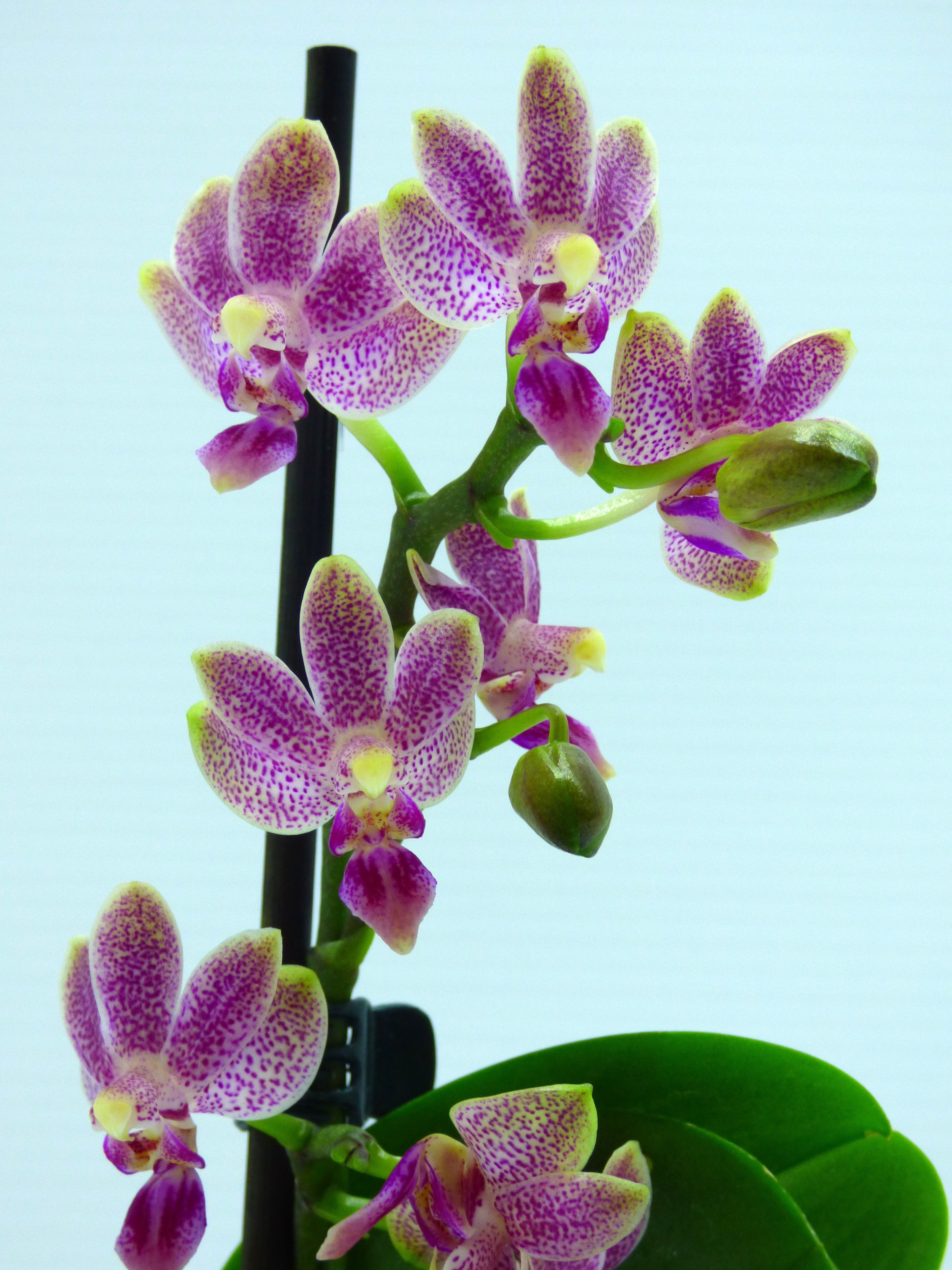 Phalaenopsis Caribbean Sunset x minus