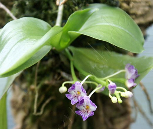 Phalaenopsis appendiculata