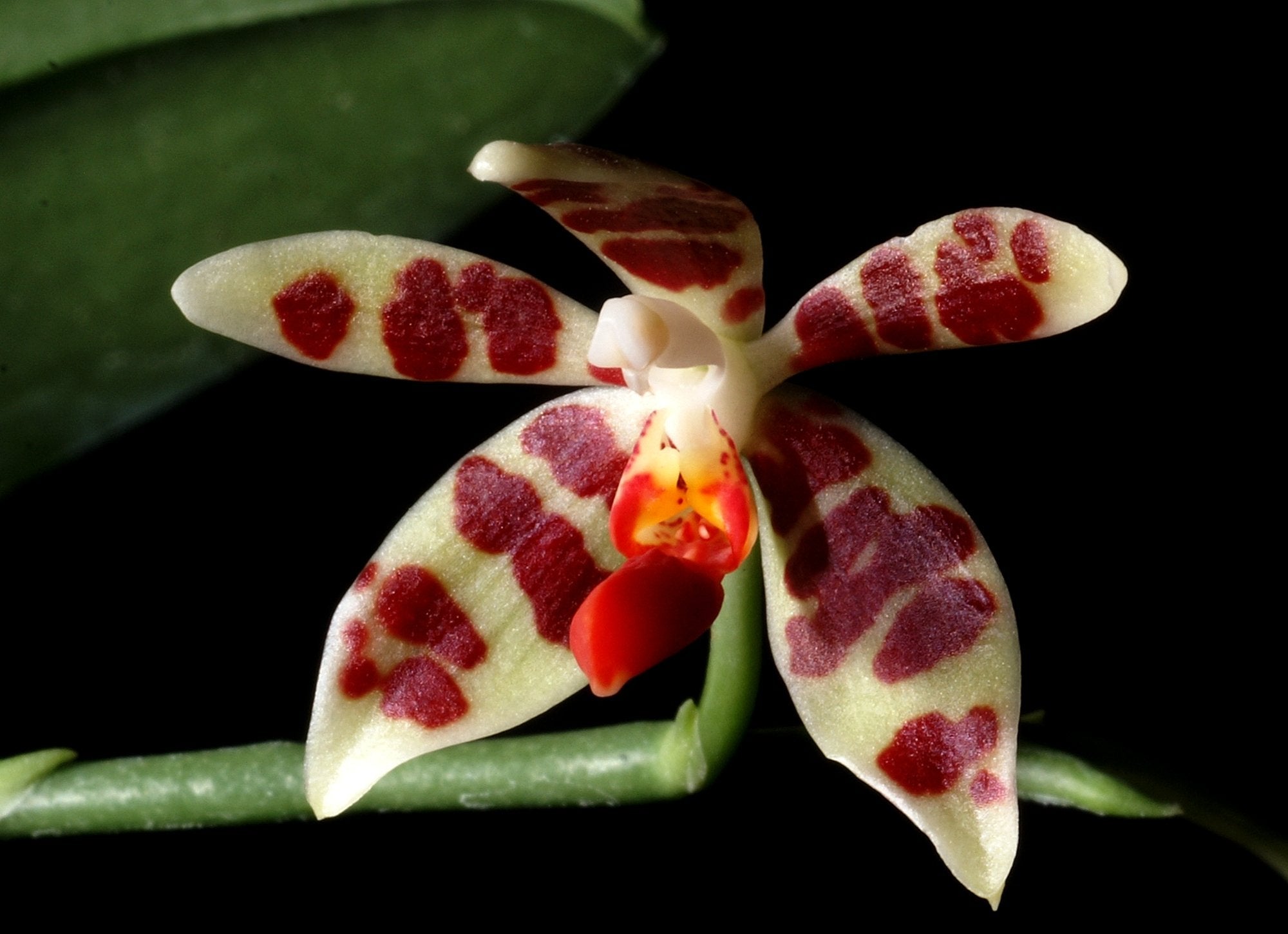 Phalaenopsis maculata