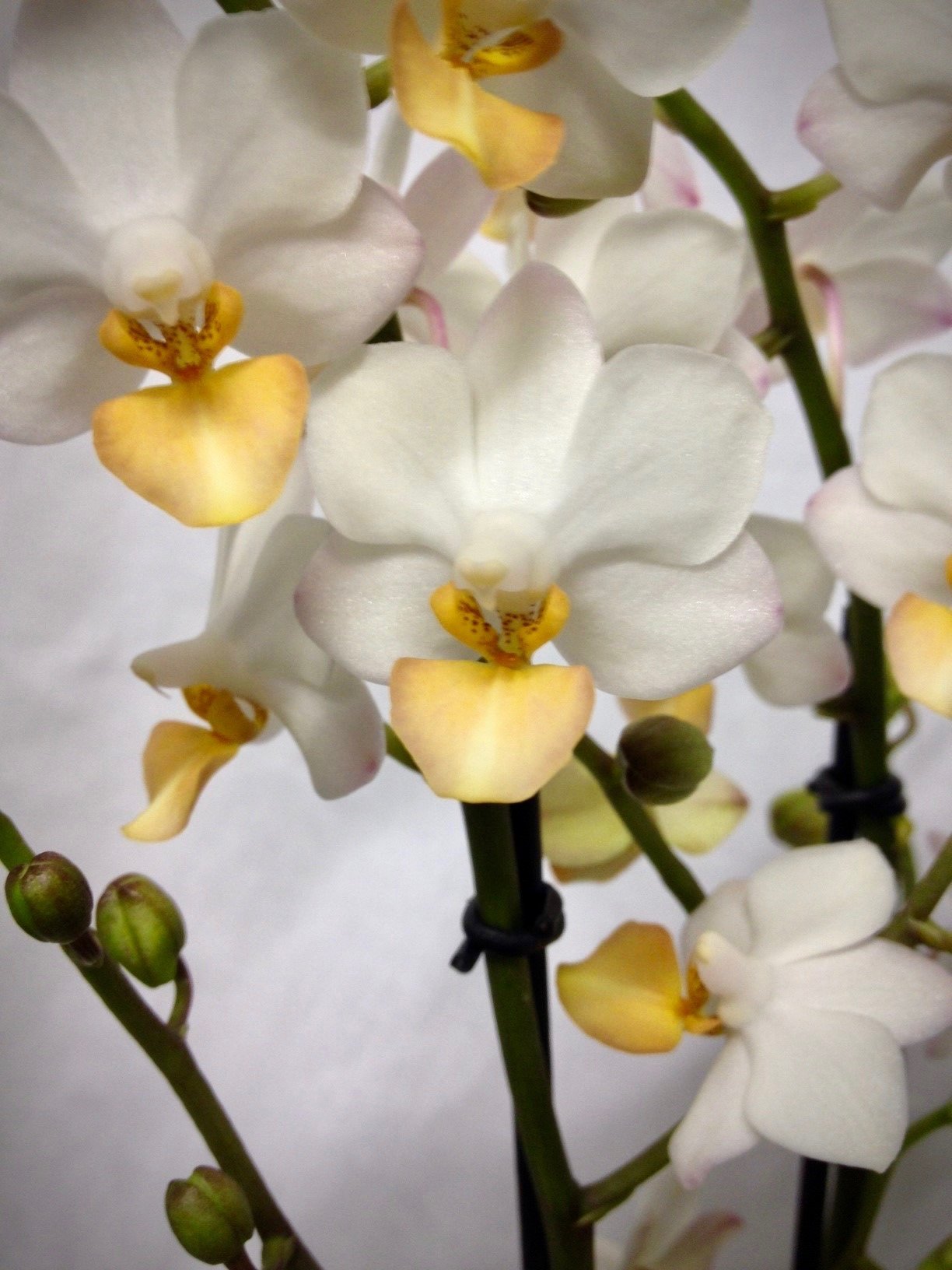 Phalaenopsis Liu's Triprince "Yellow Lip"
