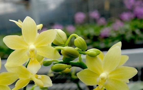 Phalaenopsis Stone Dance