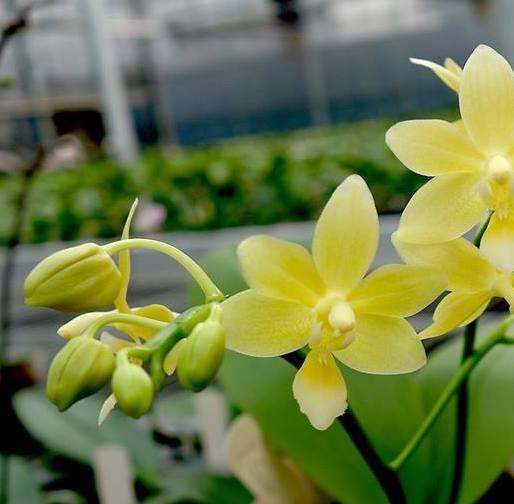 Phalaenopsis Stone Dance