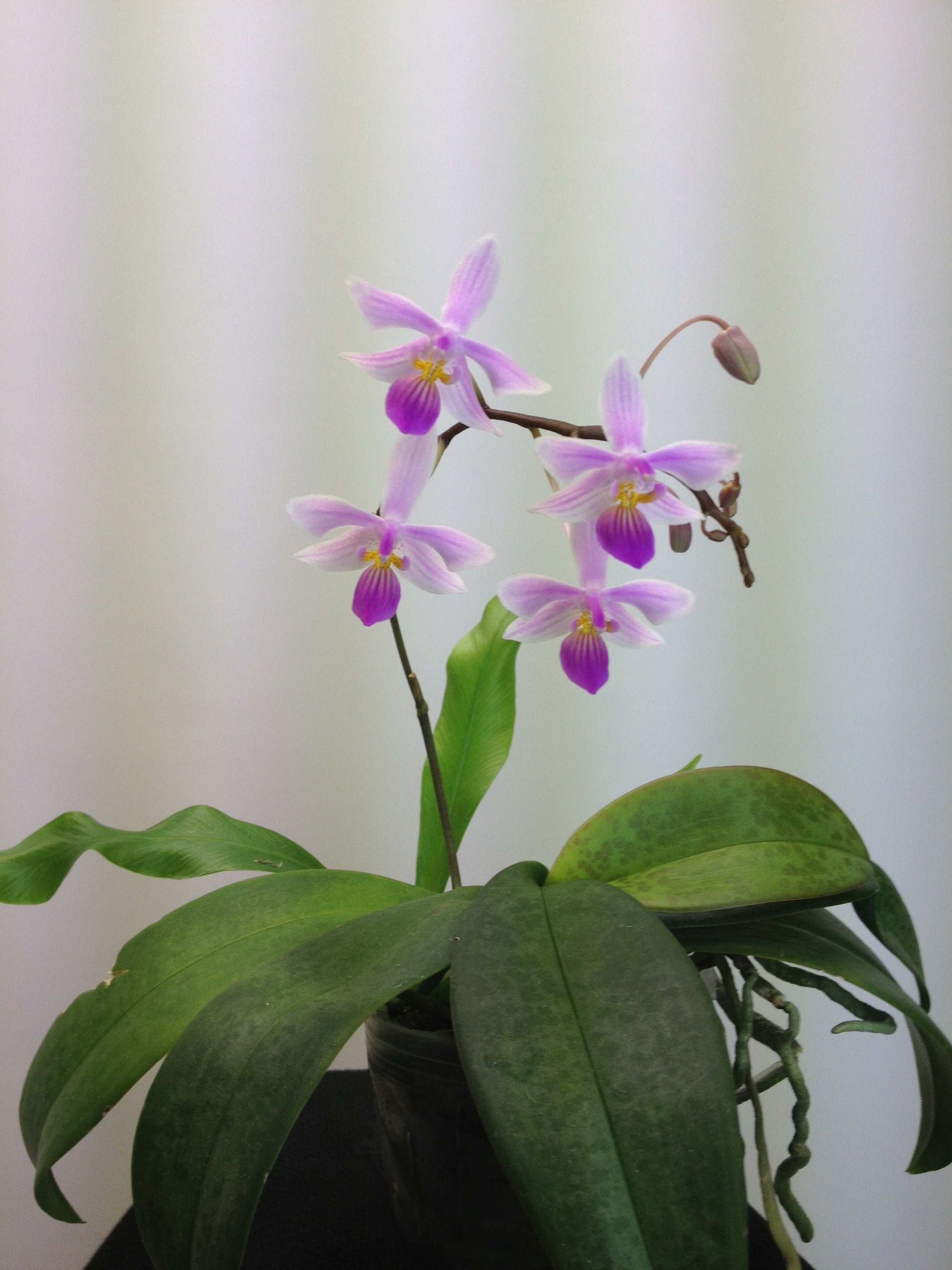 Phalaenopsis Venus