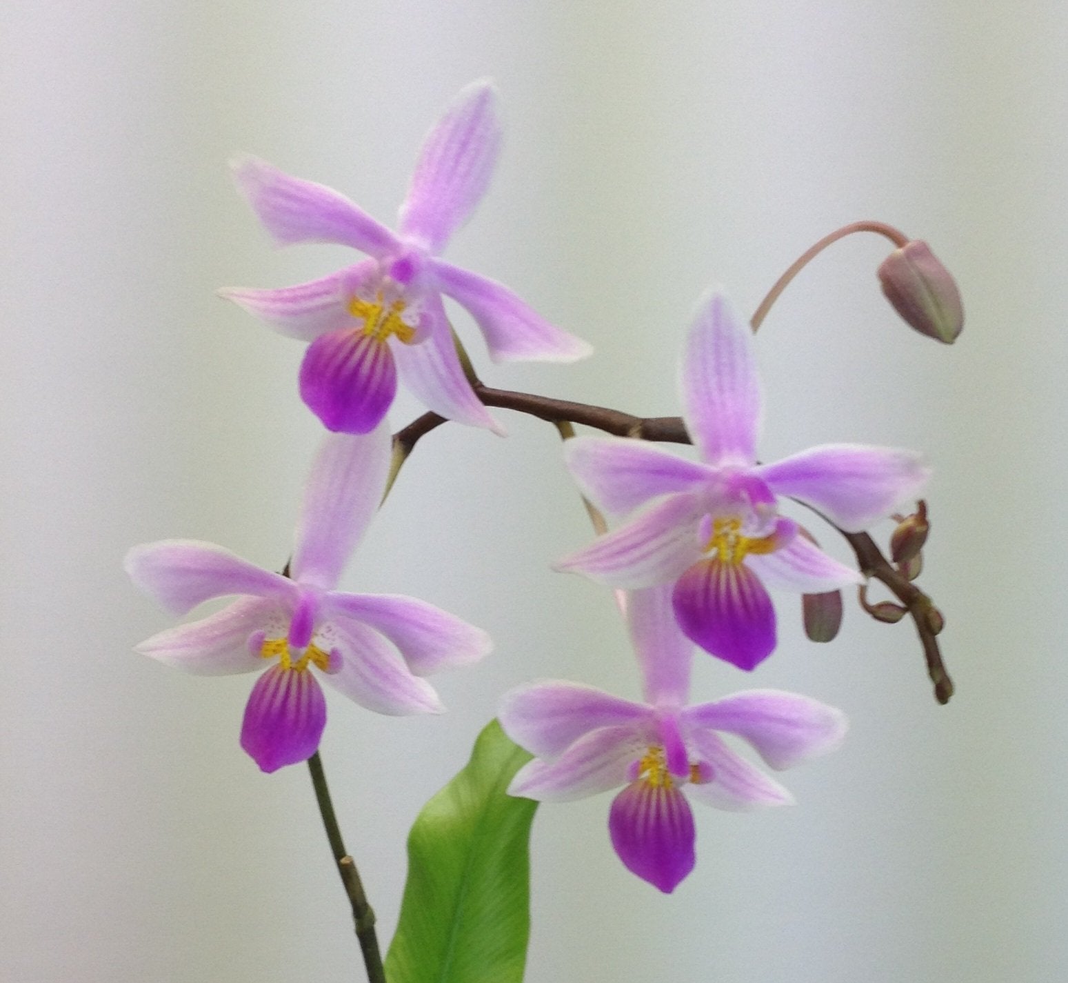 Phalaenopsis Venus