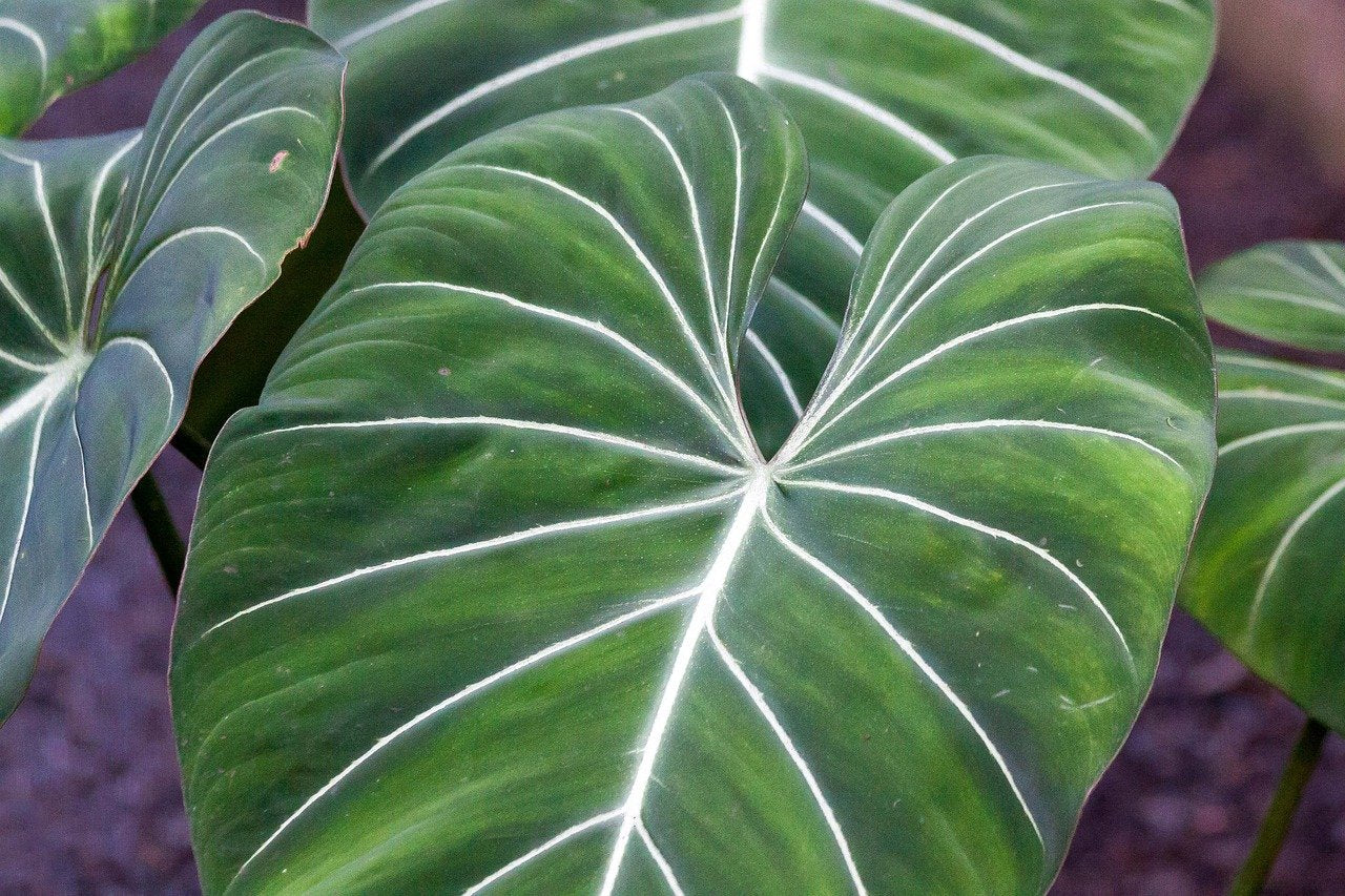 Philodendron gloriosum "Compact Type"