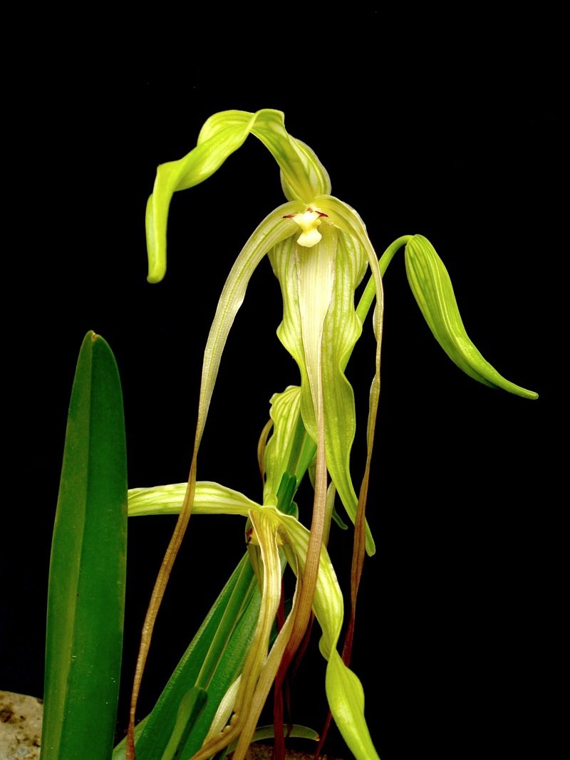 Phragmipedium lindenii ''Venezuela''