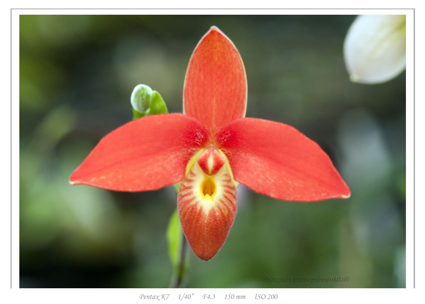 Phragmipedium besseae ''Special Compact type From Peru''