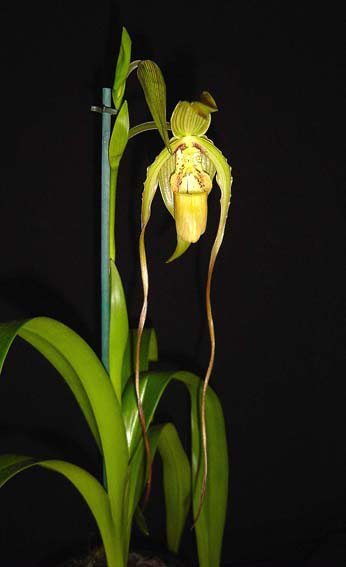 Phragmipedium caudatum x longifolium
