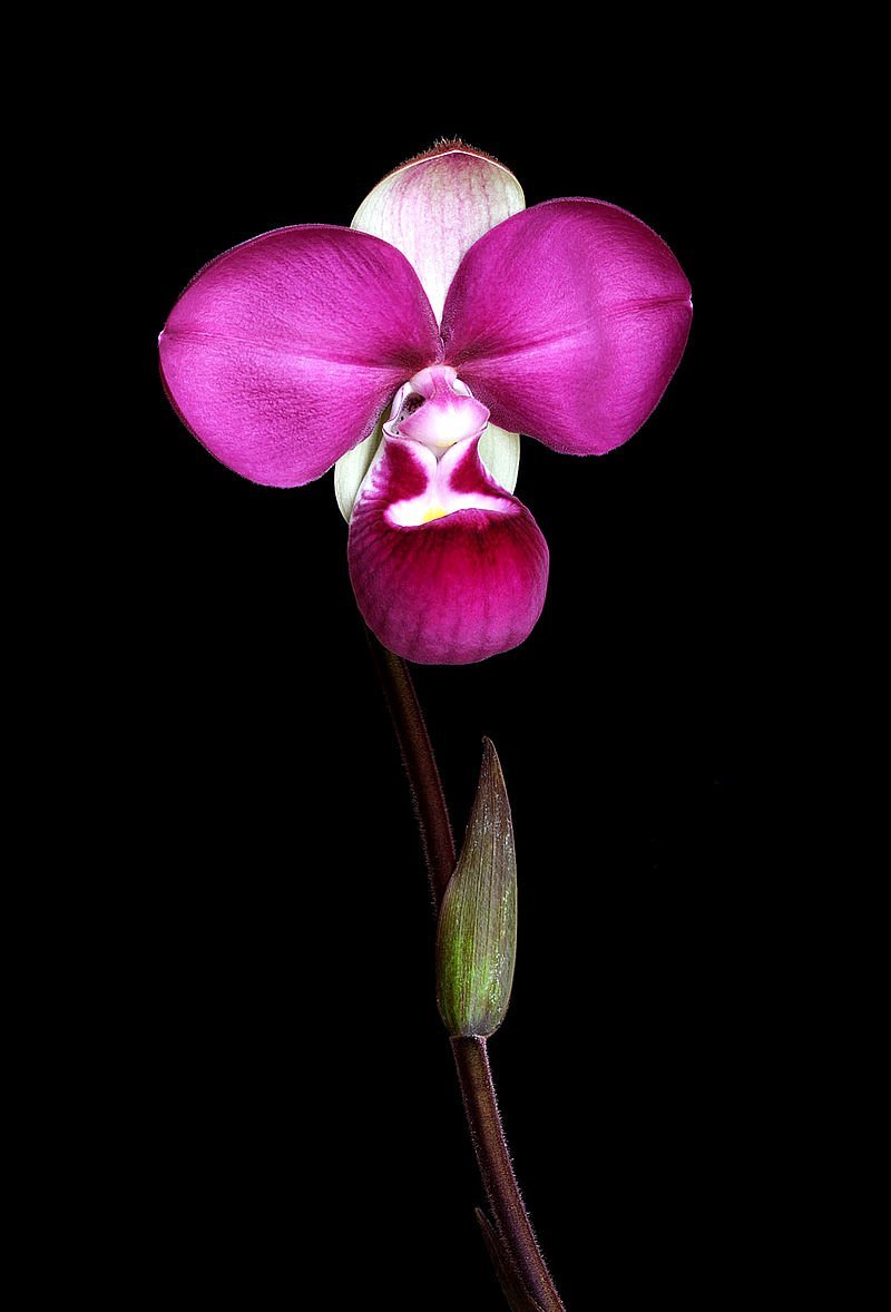 Phragmipedium kovachii