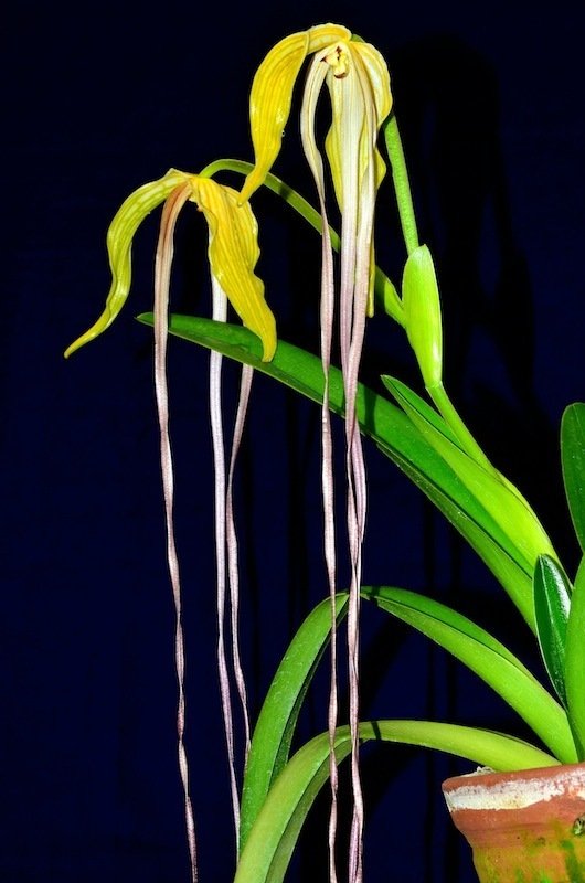 Phragmipedium lindenii