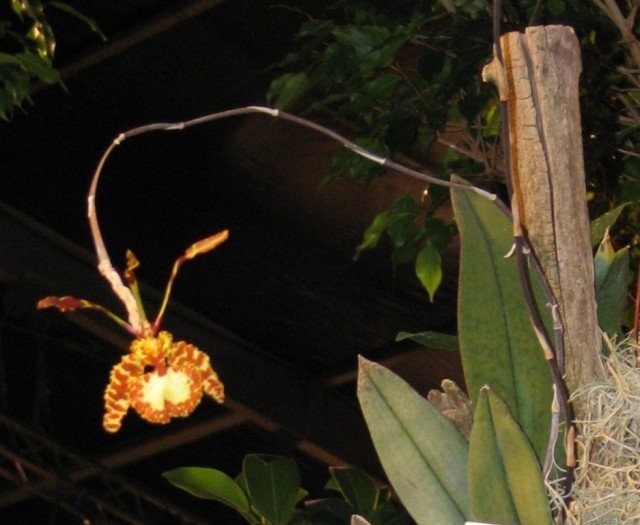 Psychopsis Kalihi