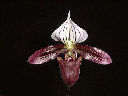 Paphiopedilum purpuratum