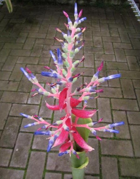 Quesnelia marmorata 'Schneiden pflanze'