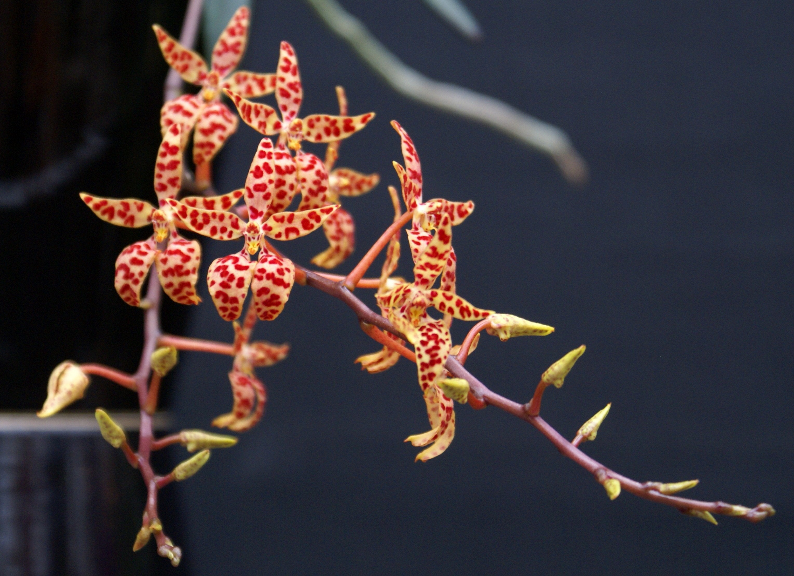Renanthera monachica "Kompakter Typ"