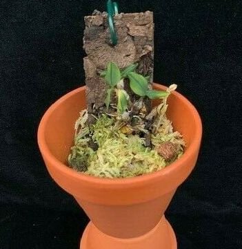 Dendrobium leucocyanum