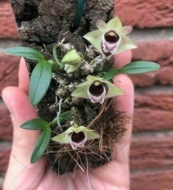 Dendrobium hekouense