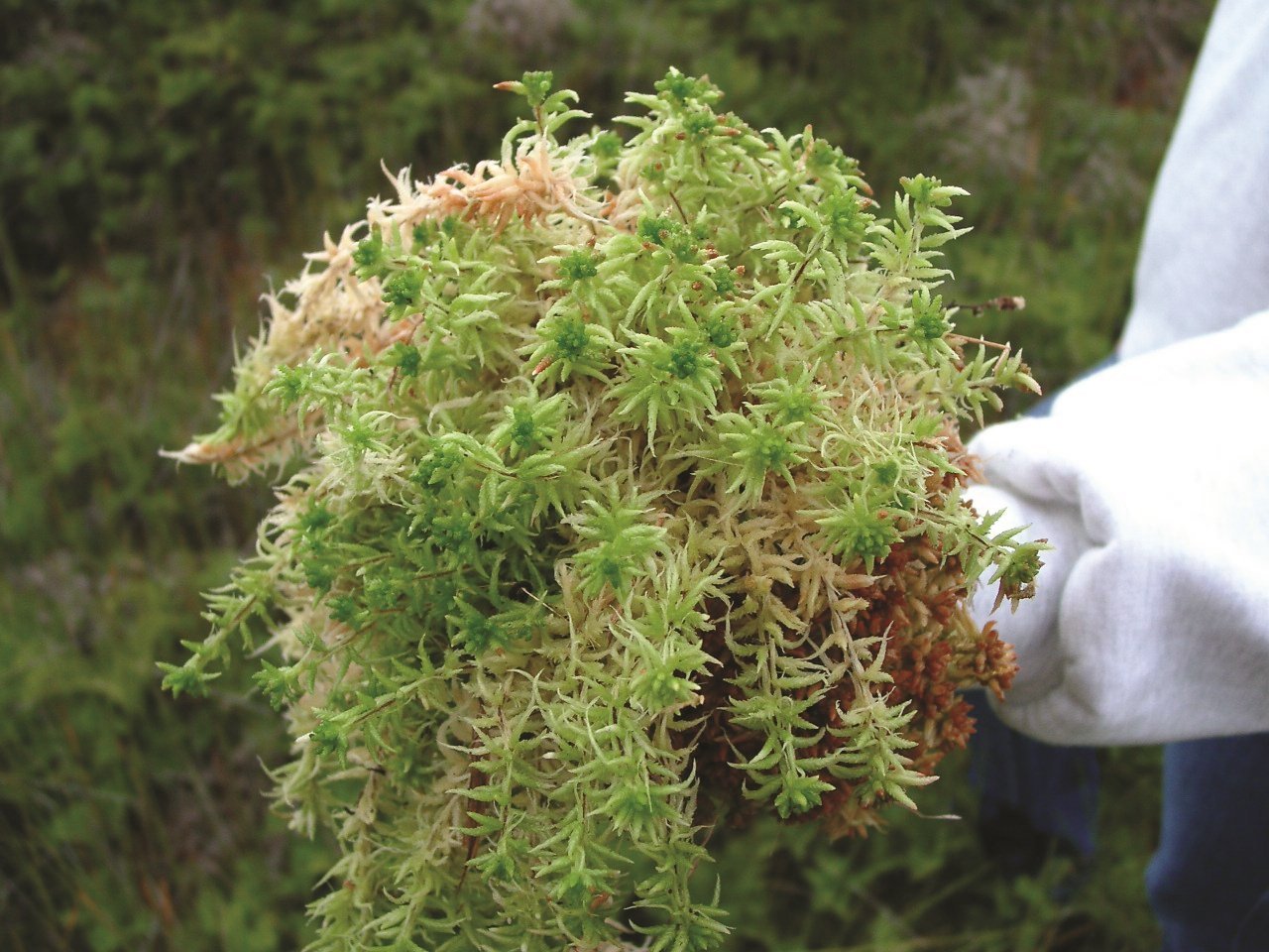 SPAGMOSS SPHAGNUM (12L) (150 gram)