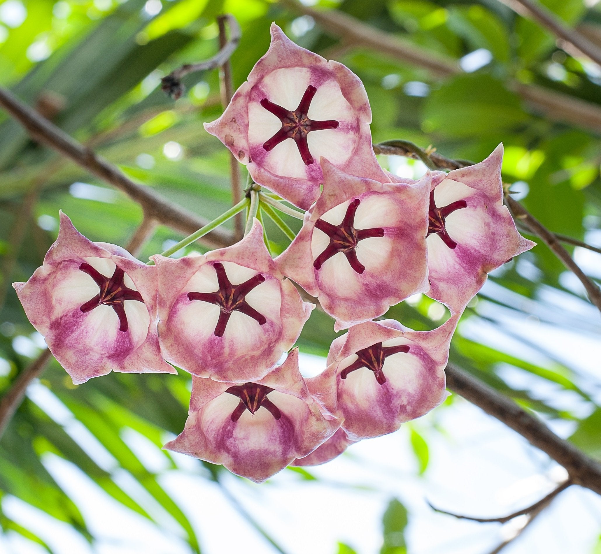Hoya archboldiana (Leaf, stem cutting)