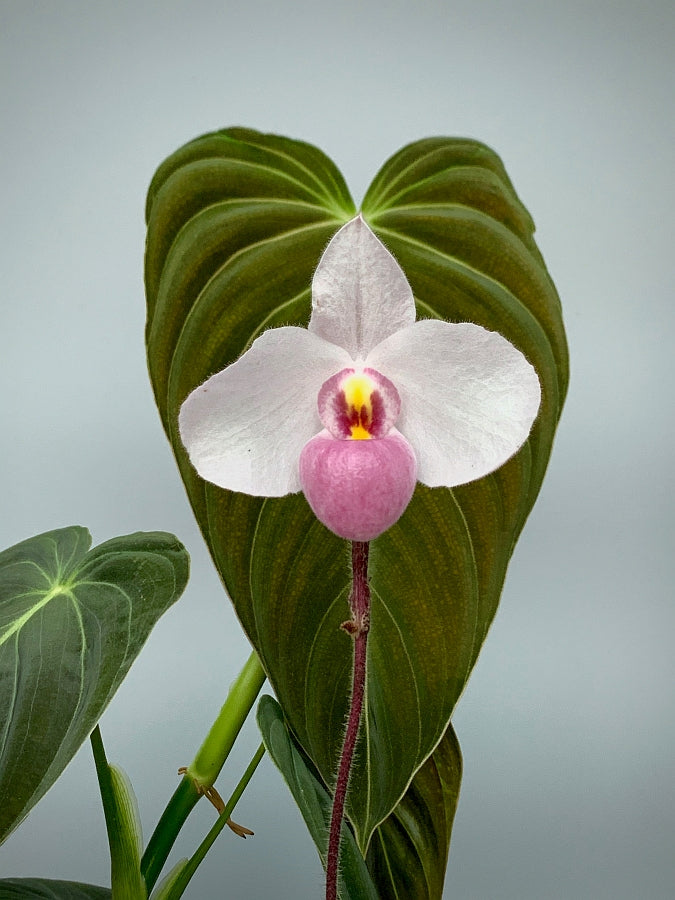 Paphiopedilum delenatii