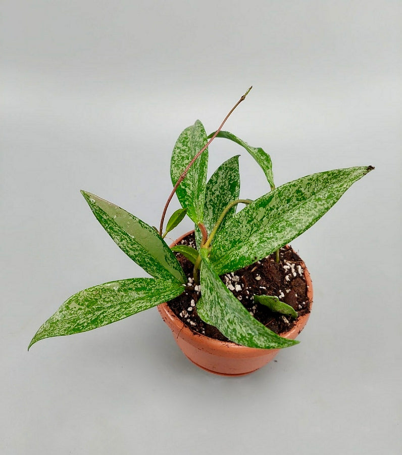 Hoya pubicalyx Pink/Silver Splash